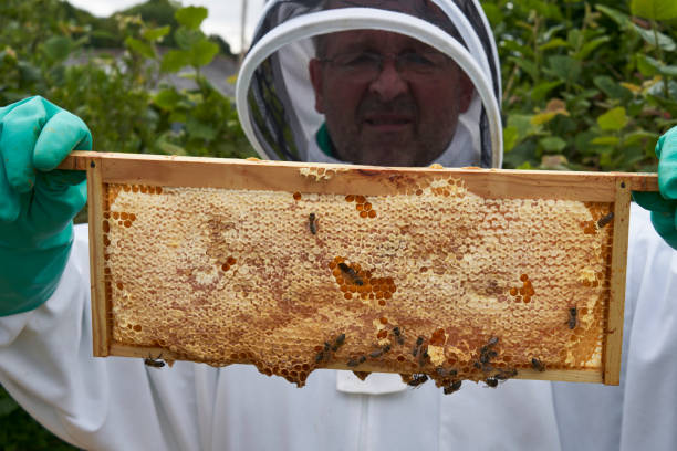 istock Beekeeper inspecting a frame of honey from hive 1252872382