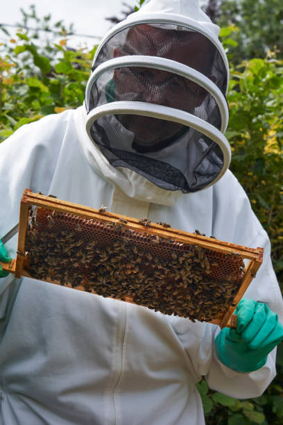 istock Beekeeper inspecting a frame of honey from hive 1252872541
