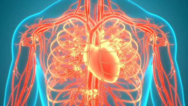 istock Human Circulatory System Heart Anatomy 1252872631