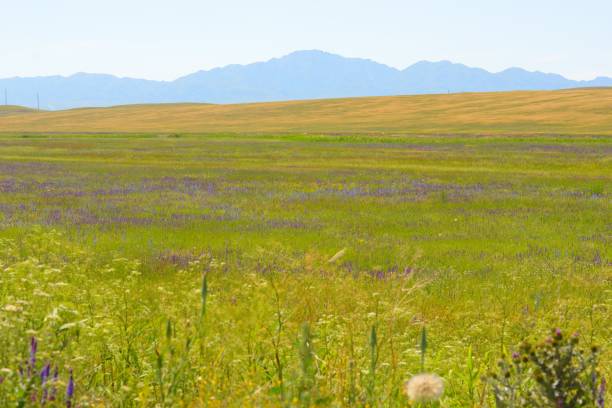 istock Kazakh steppe summer day landscape 1252872649