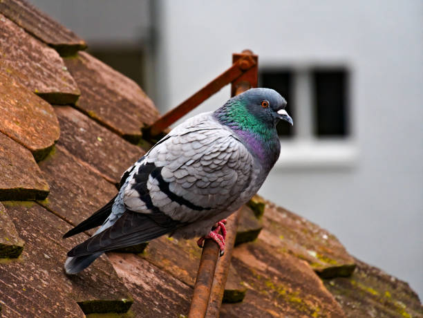 rock dove on the rooftop The pigeon on the roof is taking a break pigeon photos stock pictures, royalty-free photos & images