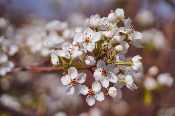 istock apple blossoms on a blurred natural background 1252873726