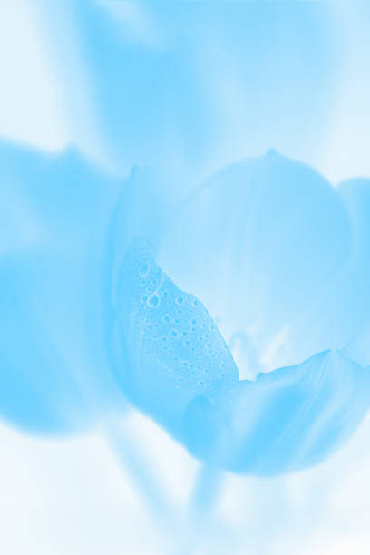 istock Floral blue background. Blue flowers tulips with water drops 1252874936