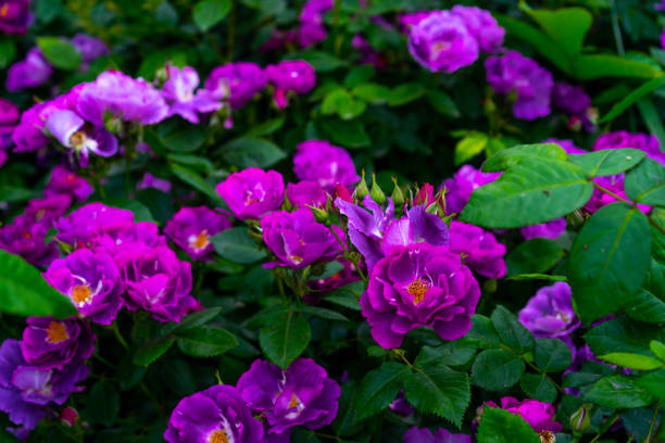 istock Lilac roses growing in the ground 1252876544
