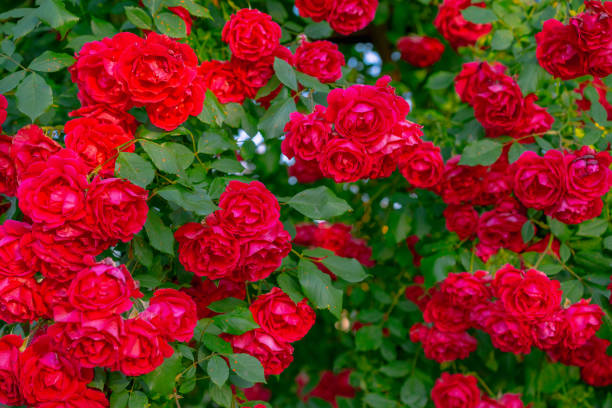 istock Growing bush of red rose with leaves 1252876561