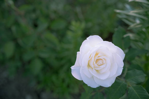 istock White rose growing in the ground 1252876724