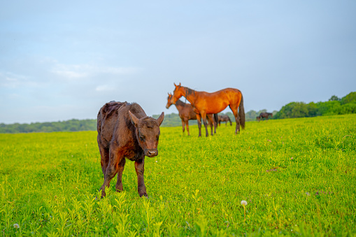 Cow and horses in a meadow