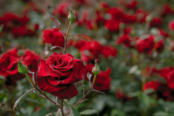 istock Blooming red roses in the garden 1252876860