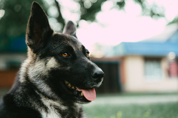 istock Shepherd alert and listening 1252877517