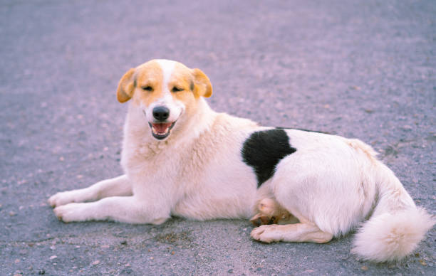 istock Homeless dog smiling with mouth open. 1252877704
