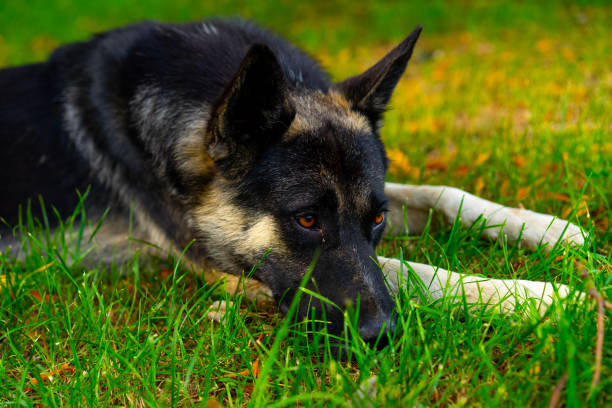 istock Sad dog lies on the grass 1252877846