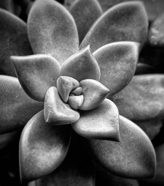 istock Succulent in Black and White 1252878632