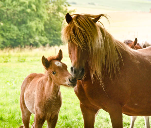 A very beautiful small chestnut foal of an Icelandic horse with a white blaze, standing near to it`s mother in the meadow and is cuddling and grooming with her stock photo