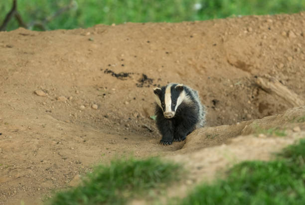 istock Badger cub (Scientific name: Meles Meles) A Young badger emerging from a badger sett in early evening.  Mid-Summer. Facing forward. 1252878958