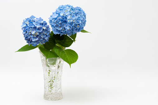 Beautiful arrangement of Hydrangea macrophylla flowers in glass vase isolated on white background. Copy space. Front view.