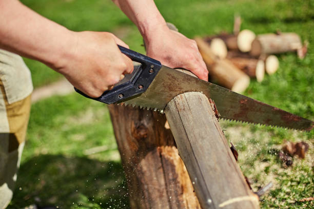 istock Sawing dry logs for firewood with a hand saw 1252881925