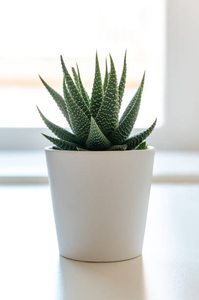istock Indoor cactus with white pot, elegant plant, minimalist atmosphere 1252882932