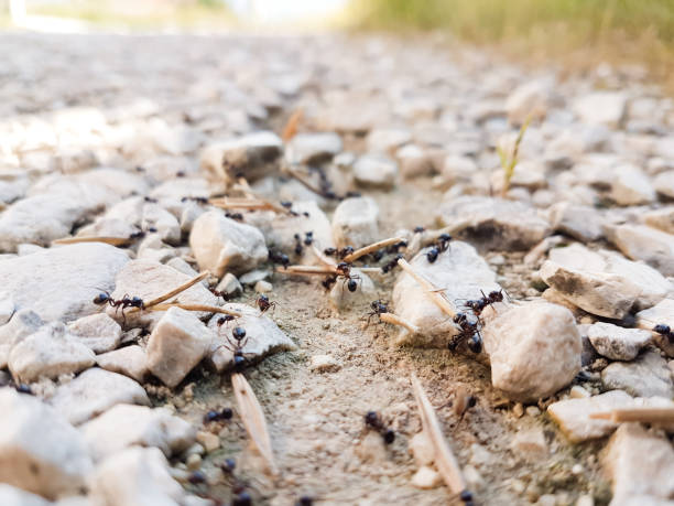 istock ants workers working hard delivering things to their nest through a road 1252883531