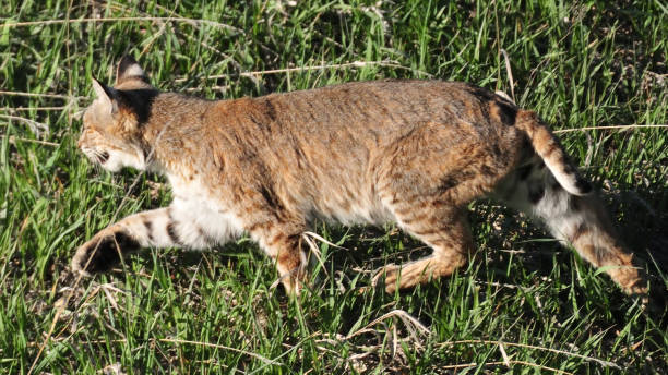 istock Bobcat in Colorado 1252884309