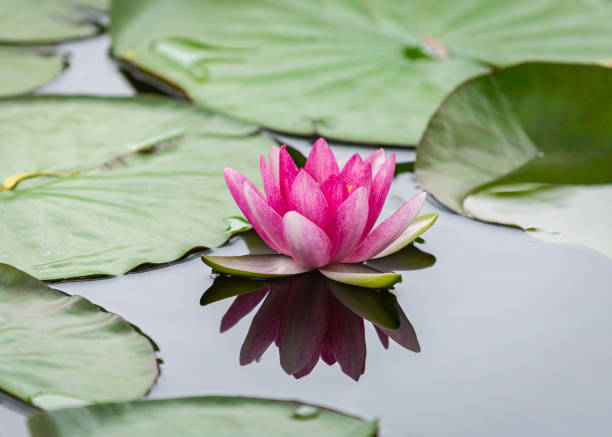 giglio d'acqua - lotus single flower water lily water foto e immagini stock