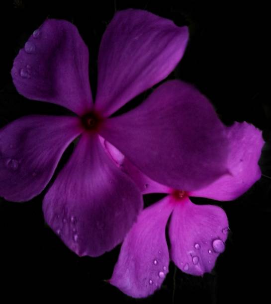 istock Pink little wonder pampered with dew drops 1252884450