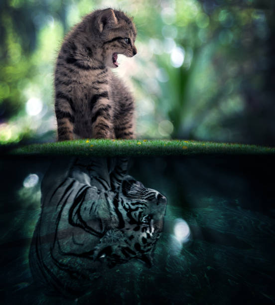 whisker cat have predator race instinct concept. advertising concept a whisker cat have predator instinct concept with reflexing as a tiger on water. lion feline stock pictures, royalty-free photos & images