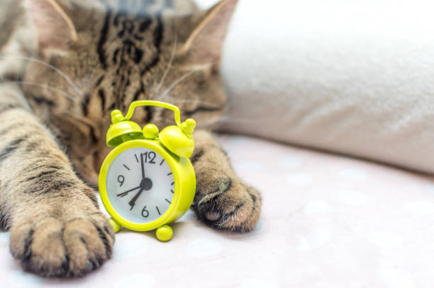 cat is sleeping in an embrace with an alarm clock. Concept good morning. Close up stock photo