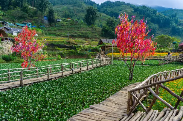 Photo of Beautiful park with boardwalks surrounded by green plants and trees decorated with colorful ribbons in the village of Cat Cat