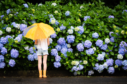 Girl with an umbrella in front of hydrangea
