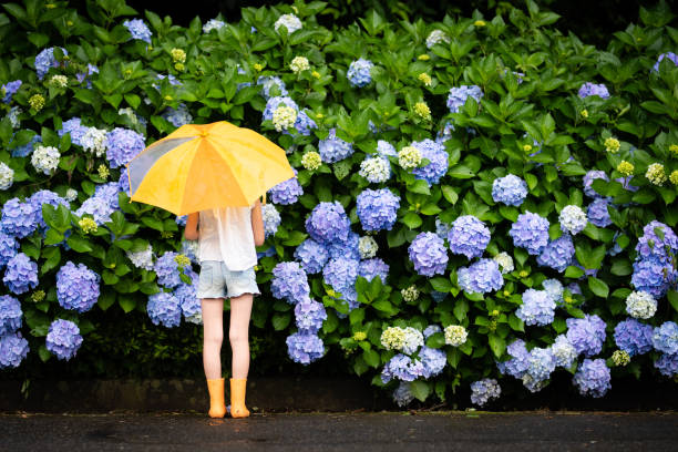 Girl and hydrangea Girl with an umbrella in front of hydrangea rainy season stock pictures, royalty-free photos & images