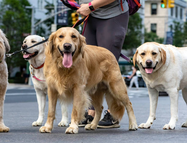 two yellow labrador retrievers and golden retriever panting pause on morning walk - dog walking retriever golden retriever imagens e fotografias de stock