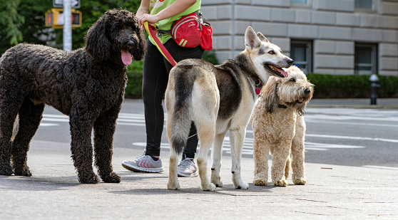 New York, NY - June 26, 2020: Panting, thirsty dog friends taking their morning walk with their dog walker pause for a moment in front of the Metropolitan Museum of Art on Manhattan's Fifth Avenue.