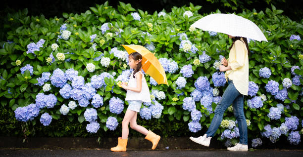 mère et descendant marchant ensemble sur la route d’hortensia - rainy season photos et images de collection