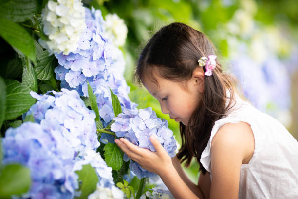 istock Girl sniffing the scent of hydrangea flowers 1252886721
