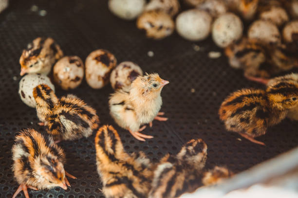 A newborn quail baby stands among the Chicks and eggs in an incubator. Poultry factory and egg production coturnix quail stock pictures, royalty-free photos & images