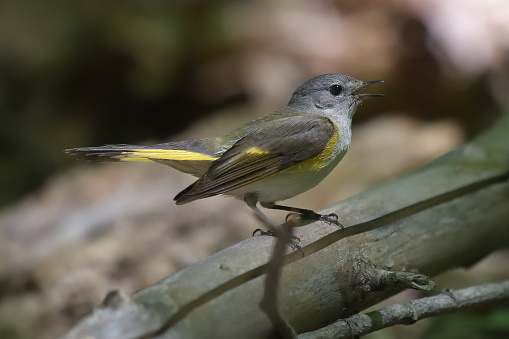 Female American redstart on log in Connecticut woods, with open bill to warn other animals to keep away from her nearby fledgling. This migratory songbird is a warbler that breeds mainly in the eastern U.S. and much of Canada, and winters in Central America, the West Indies, and northern South America.