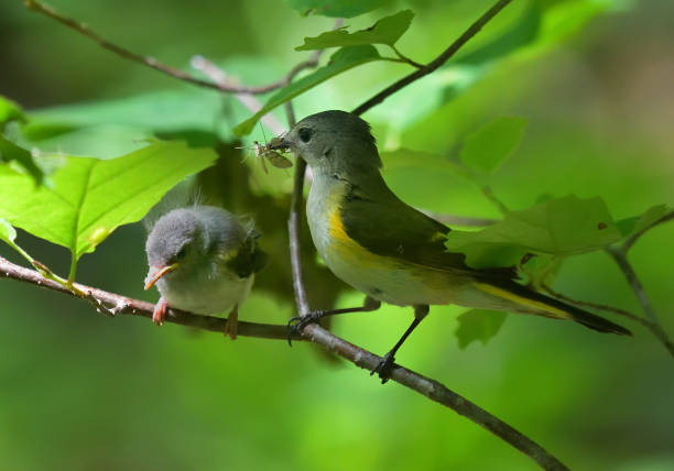 Female American redstart about to feed a fly to her hungry fledgling. They are perched in witch hazel, in the Connecticut woods. This migratory songbird is a warbler that breeds mainly in the eastern U.S. and much of Canada, and winters in Central America, the West Indies, and northern South America.