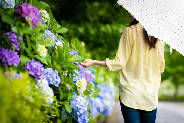 vue arrière d’une femme touchant l’hortensia - saison des pluies photos et images de collection