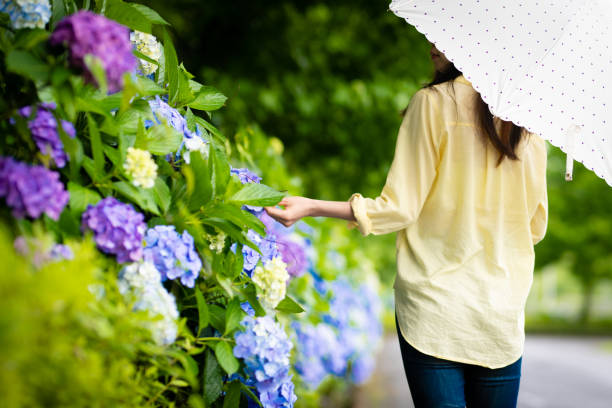 vista posteriore di una donna che tocca l'ortensia - stagione delle piogge foto e immagini stock