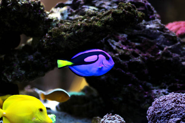 pacific regal blue tang - paracanthurus hepatus - imperial angelfish imagens e fotografias de stock