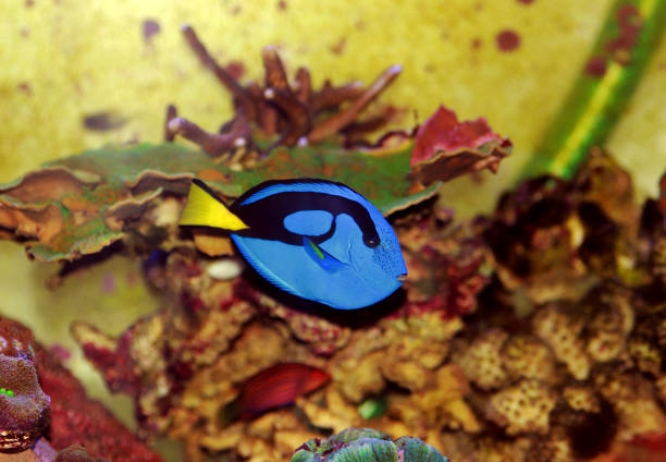 Paracanthurus hepatus is a species of Indo-Pacific surgeonfish. A popular fish in marine aquaria, it is the only member of the genus Paracanthurus.[2][3] A number of common names are attributed to the species, including regal tang, palette surgeonfish, blue tang (leading to confusion with the Atlantic species Acanthurus coeruleus), royal blue tang, hippo tang, blue hippo tang, flagtail surgeonfish, Pacific regal blue tang, and blue surgeonfish.