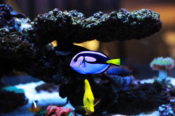 istock Pacific regal blue tang - Paracanthurus hepatus 1252888183