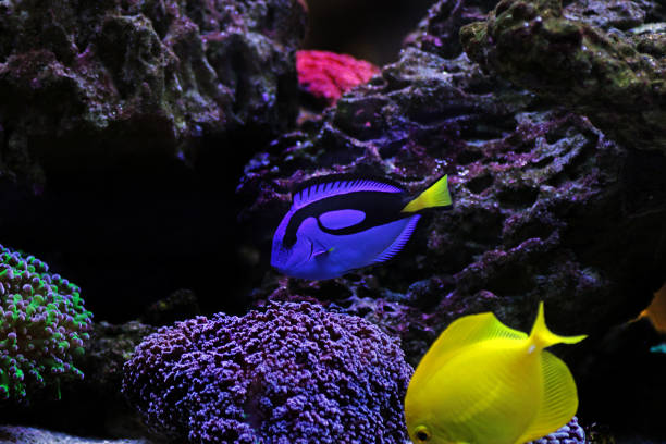 istock Pacific regal blue tang - Paracanthurus hepatus 1252888189