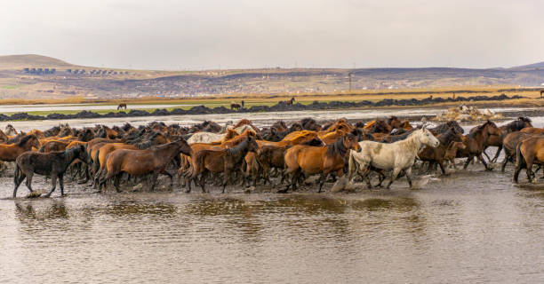 istock running horses at Kayseri, Turkey 1252888196