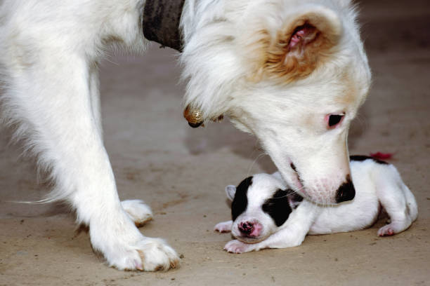 istock White Swiss shepherd bitch caring her puppy, 1252888967