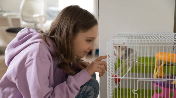 Teenage girl play with cute domesticated mouse at home Cute teenage girl have fun playing with domesticated mouse or hamster in cage at home, loving teenager child take care of domestic animal, play with funny smart gnaw rodent, children and pet concept rat cage stock pictures, royalty-free photos & images