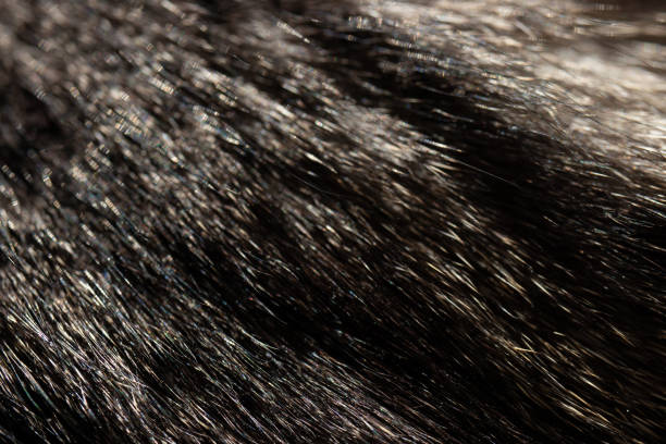 istock Fur cat grey black and white Hair 1252889367