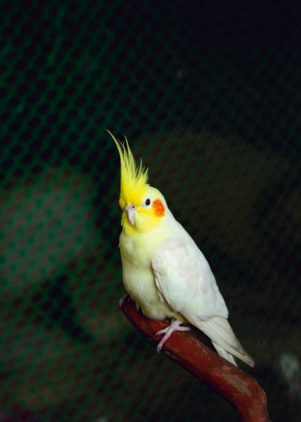 istock Bronzefallow Cockatiel Bird 1252889418