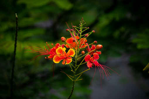 Red Caesalpinia flower with green background. Selective focus. Shallow depth of field. Background blur.