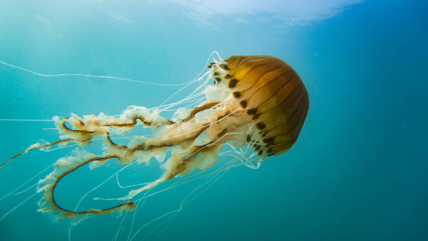 istock Compass jellyfish (Chrysaora hysoscella) off the Welsh coast 1252890407